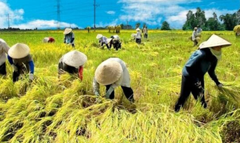 “Bà con nông dân bán lúa thì làm gì có hóa đơn” và giải đáp vướng mắc cho hộ kinh doanh